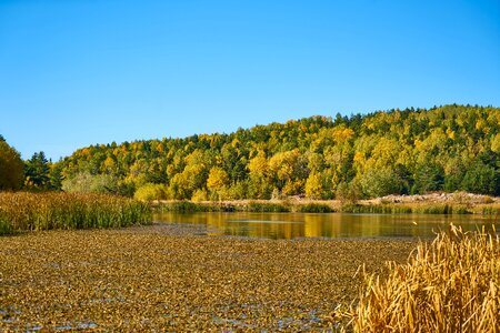 Autumn forest yellow photo