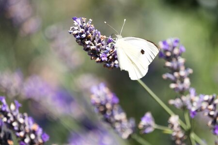 Butterfly lavender macro photo