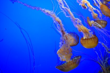 Water aquarium jelly photo