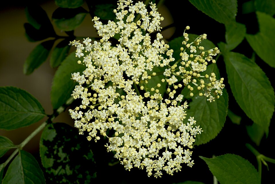 Flowering wildflower white