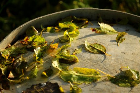 Vat zinc tub fall foliage