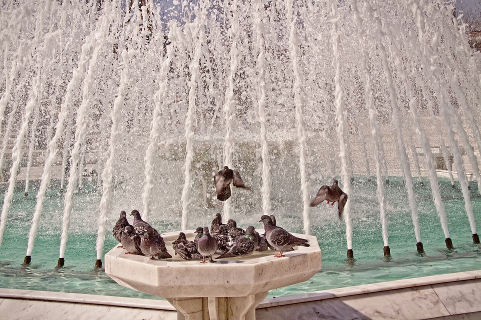 Birds swim istanbul