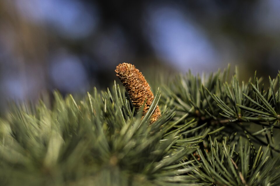 Needles forest evergreen