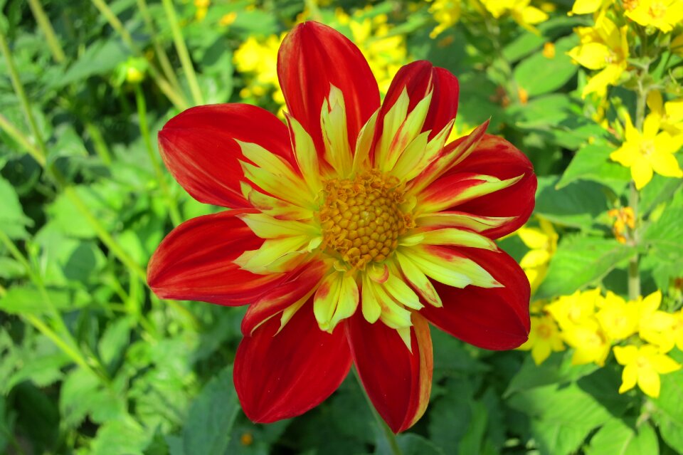 Red yellow summer bright