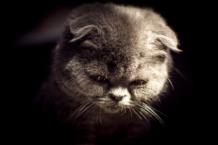 Folded ears kitten light and shadow
