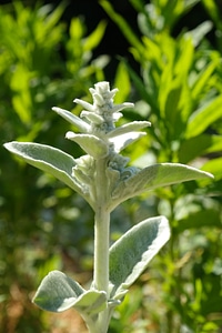 Shrub flora stachys byzantina
