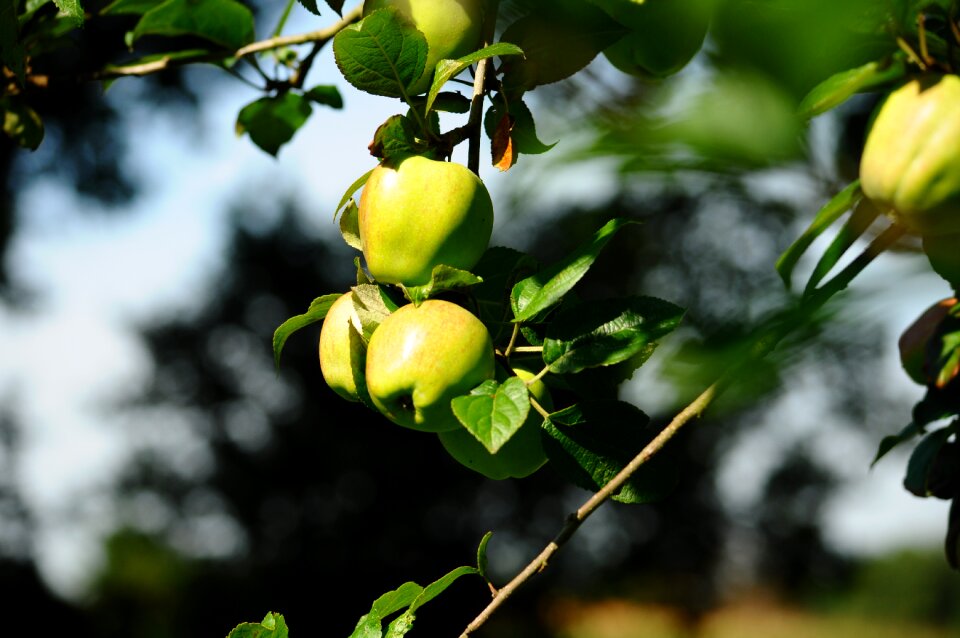 Apple nature green