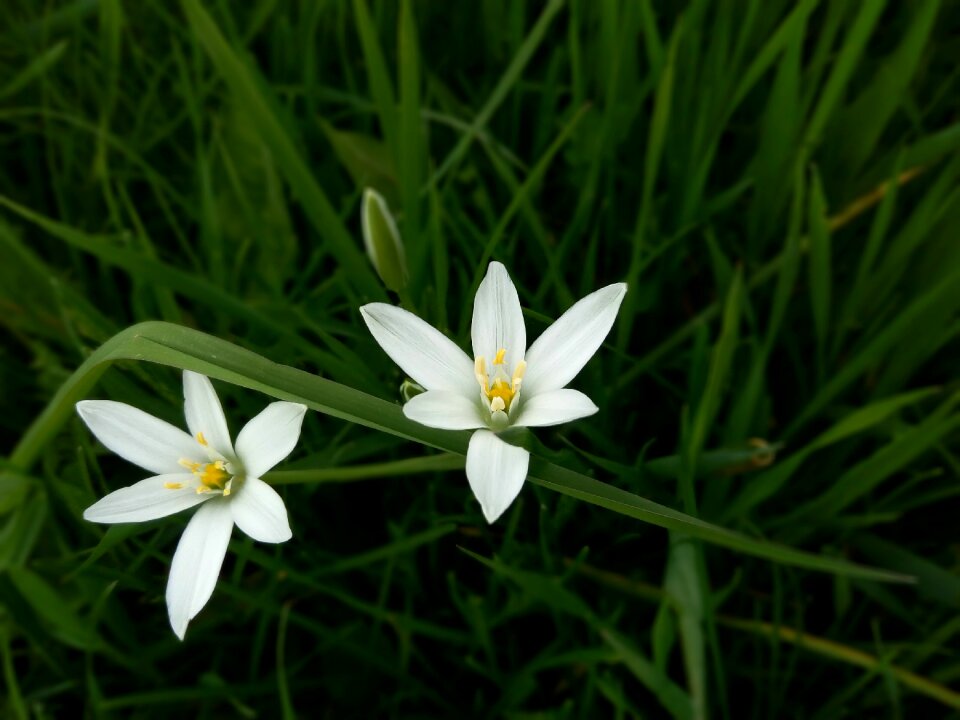 Nature white sárma