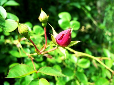 Bush magenta red photo