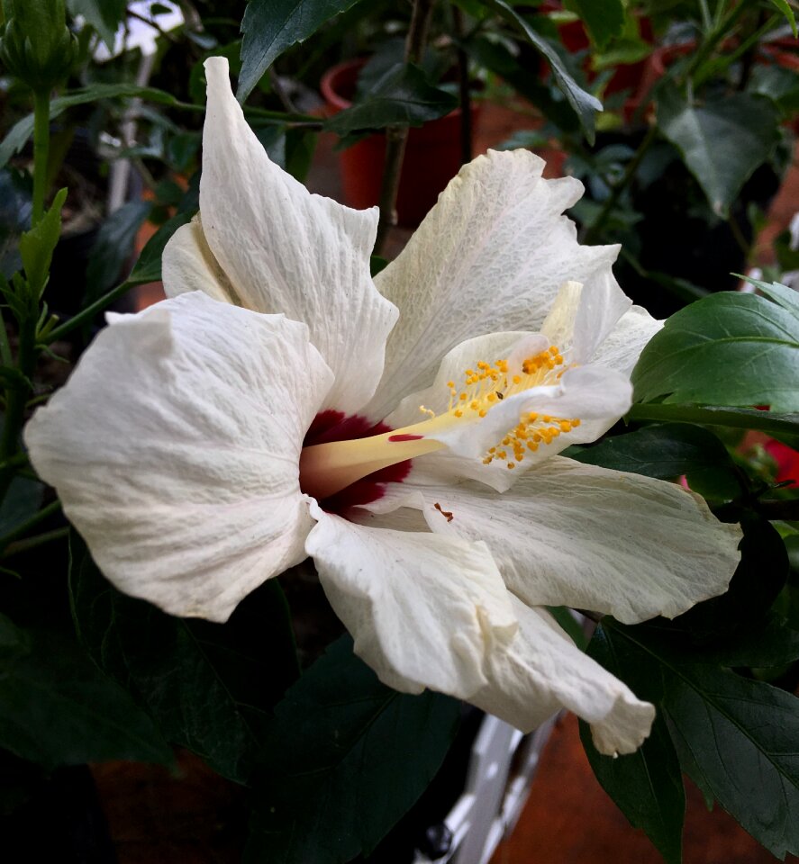 Ibisco white flowers flowers