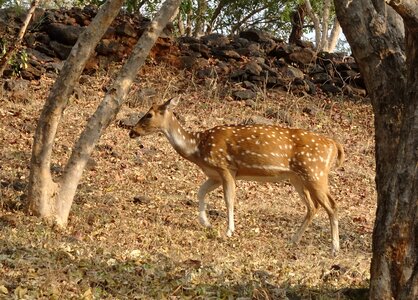 Female axis axis deer photo