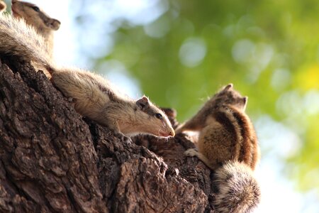 Nature forest wildlife photo