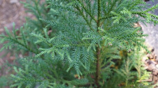 Fresh green leaf arboretum