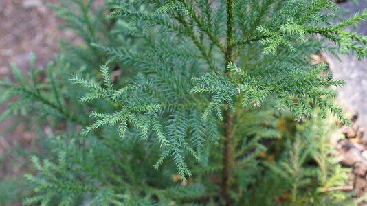 Fresh green leaf arboretum photo