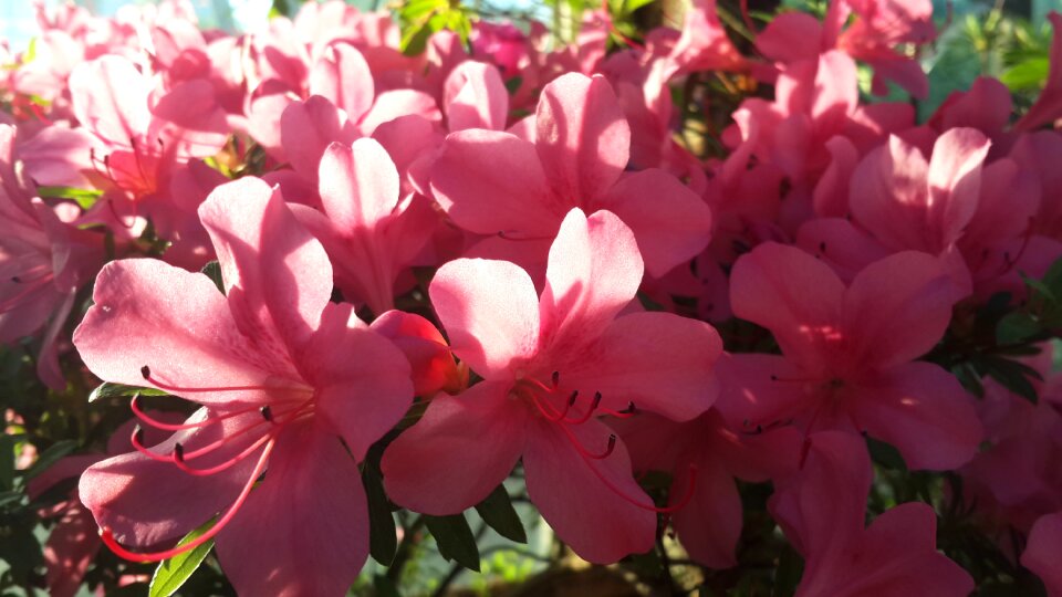 Beautiful flowers plant garden flowers