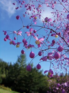 Flowers spring