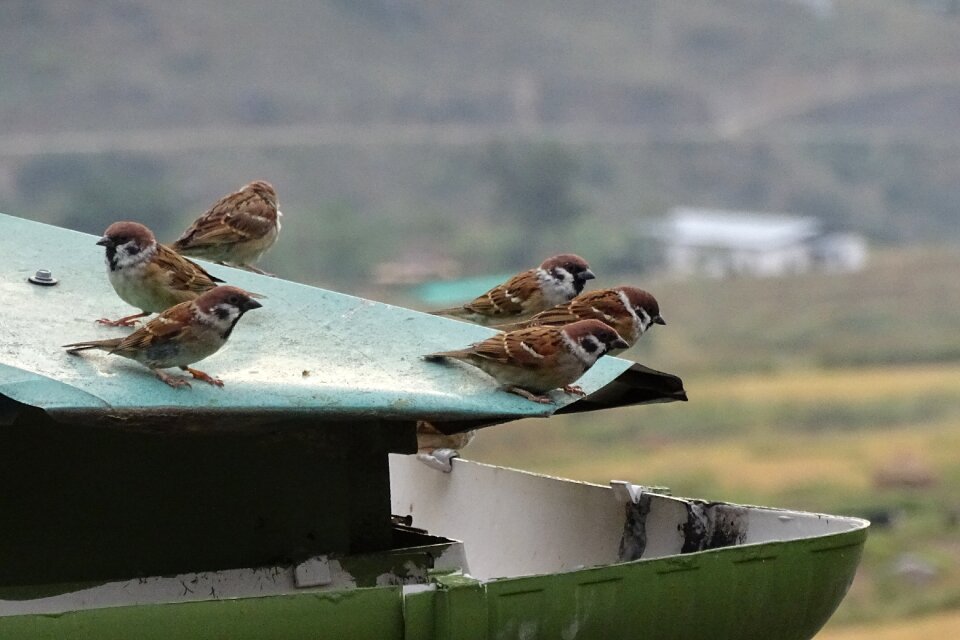 Animal nature birds