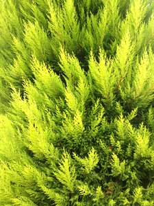 Living nature green closeup