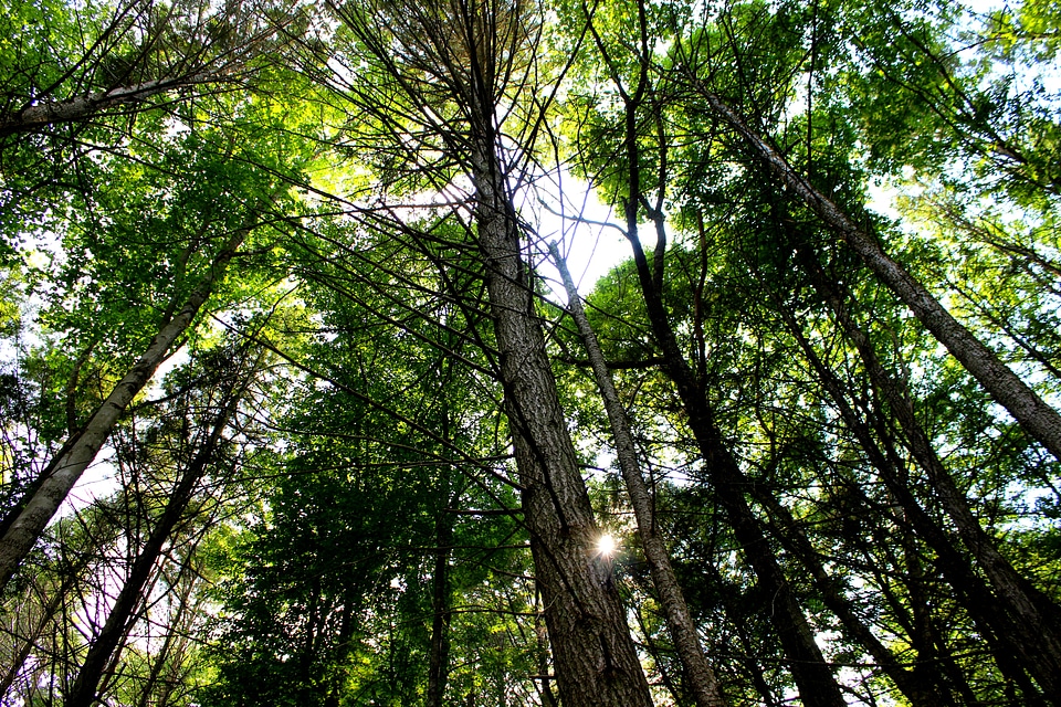 Green sunny scenery