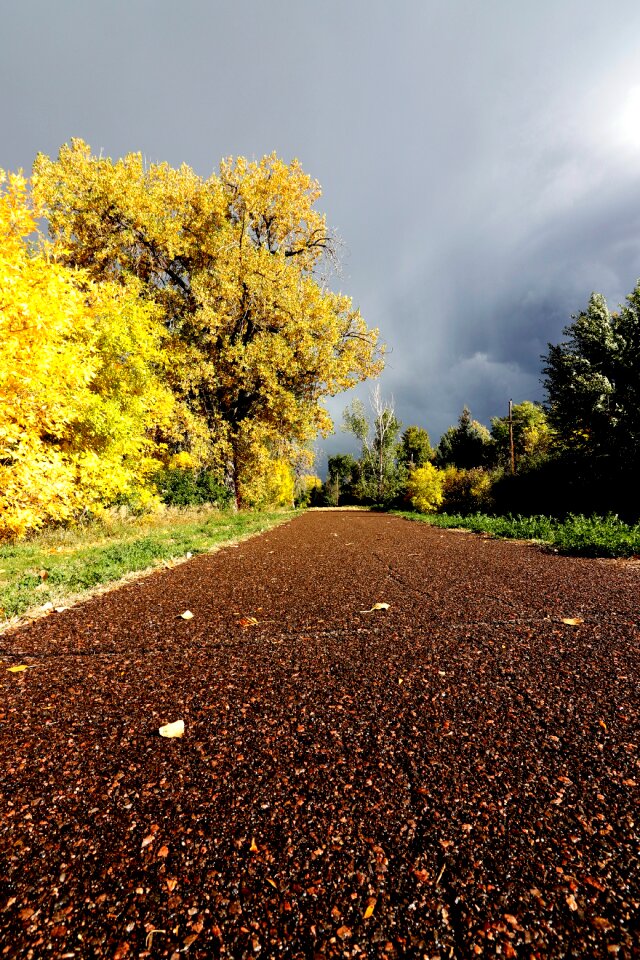 Running yellow leaves