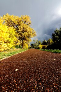 Running yellow leaves photo