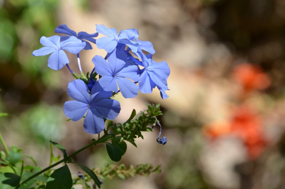 Bloom blue flower blue flowers