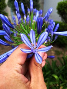 Plants garden blue photo