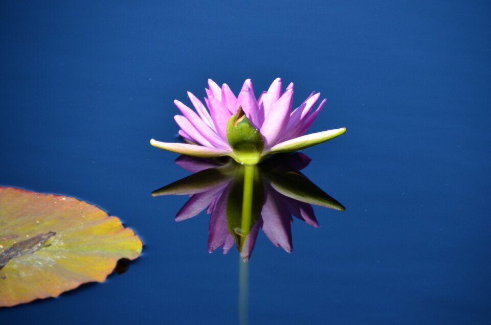 Flower garden pond