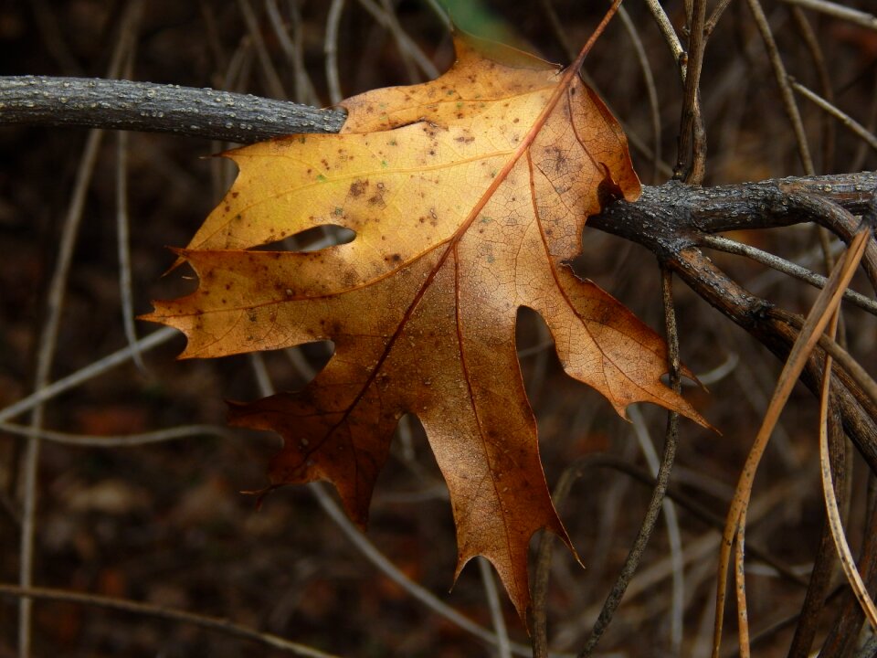 Fall leaves autumn fall leaves background