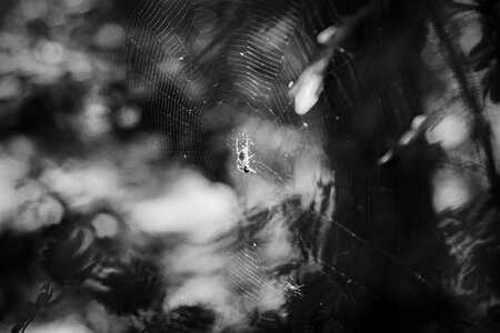 Macro insects summer