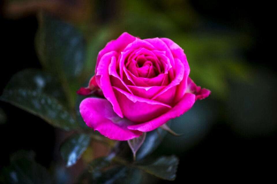 Pink flowers beauty garden