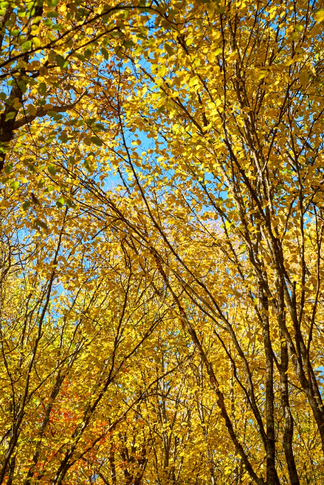 Plant nature autumn