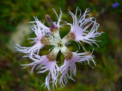 Five blossom bloom