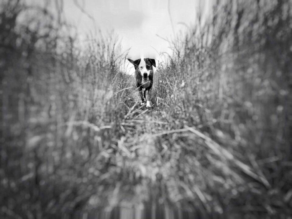 Outdoor pet landscape
