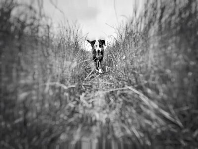Outdoor pet landscape