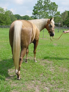 Mane equestrian mammal photo
