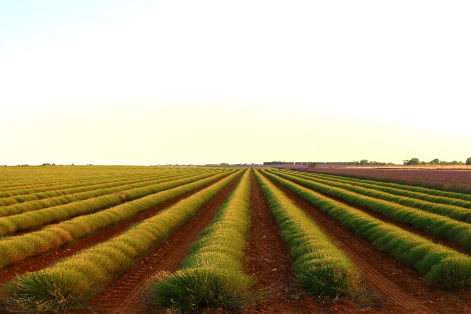 Green earth green fields