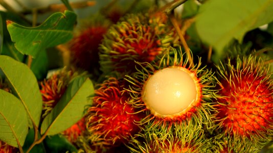 Food the rambutan fruit fresh
