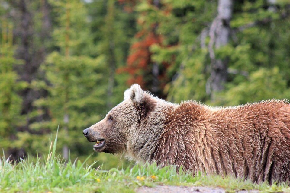 Grizzly adventure canada