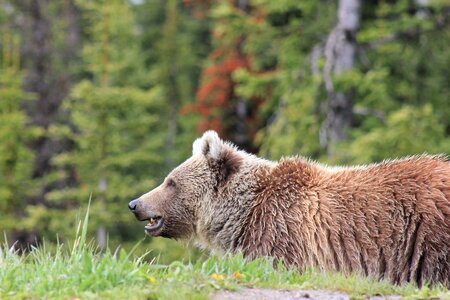 Grizzly adventure canada