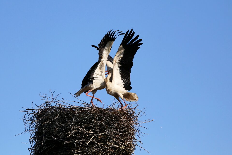 Animal world stork couple adebar