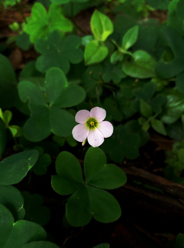 White green white flowers