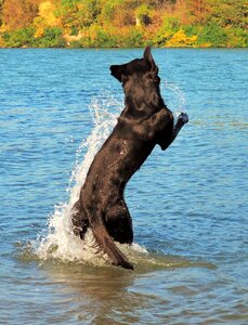 River animal canine photo