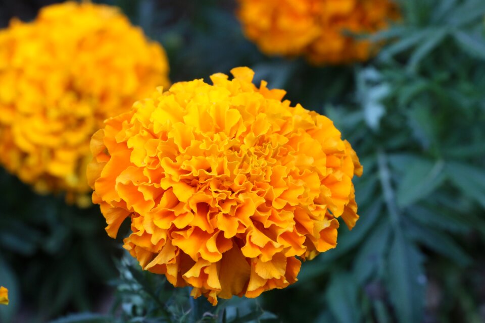 Yellow flowers plant color