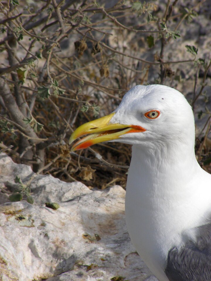 Cormorant animals bird