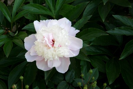 Pink double flower peony bloom photo
