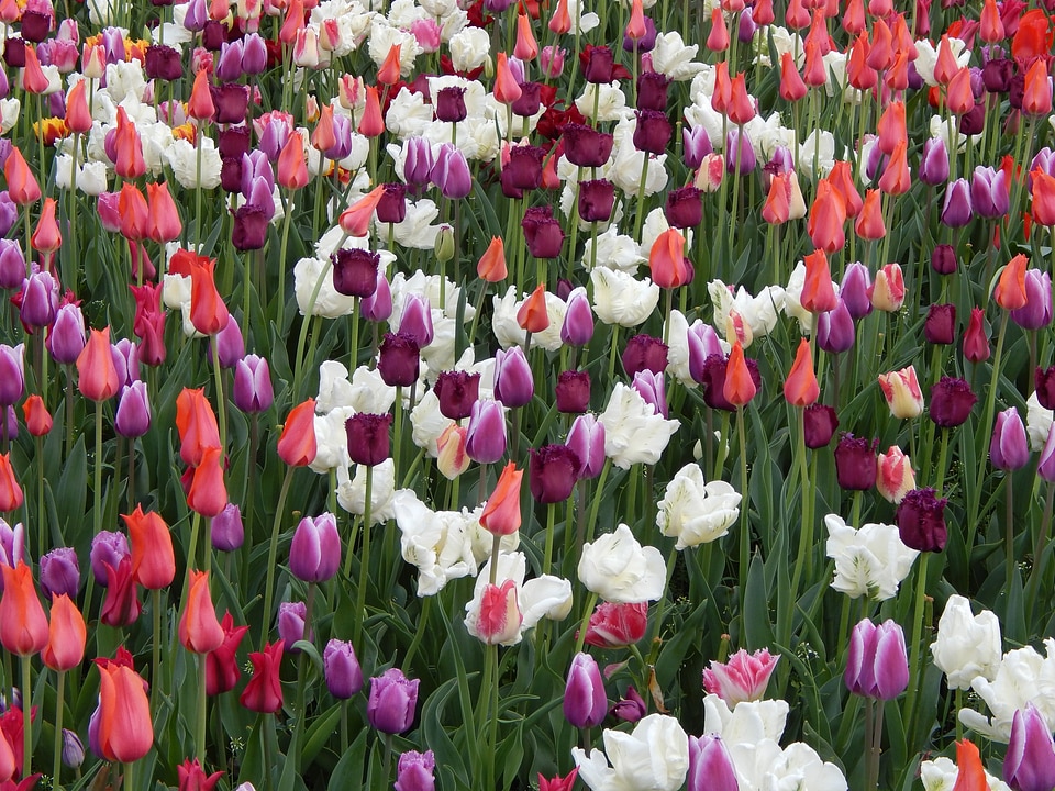 Flowers meadow flowerbed