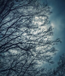 Branch season cold