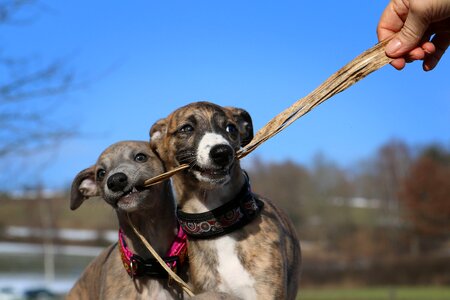 Whippet puppies greyhound