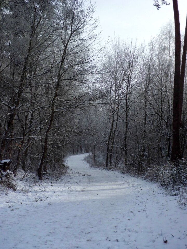 Trees away snowy photo